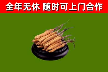 日照回收散虫草