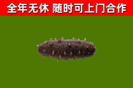 日照回收海参干
